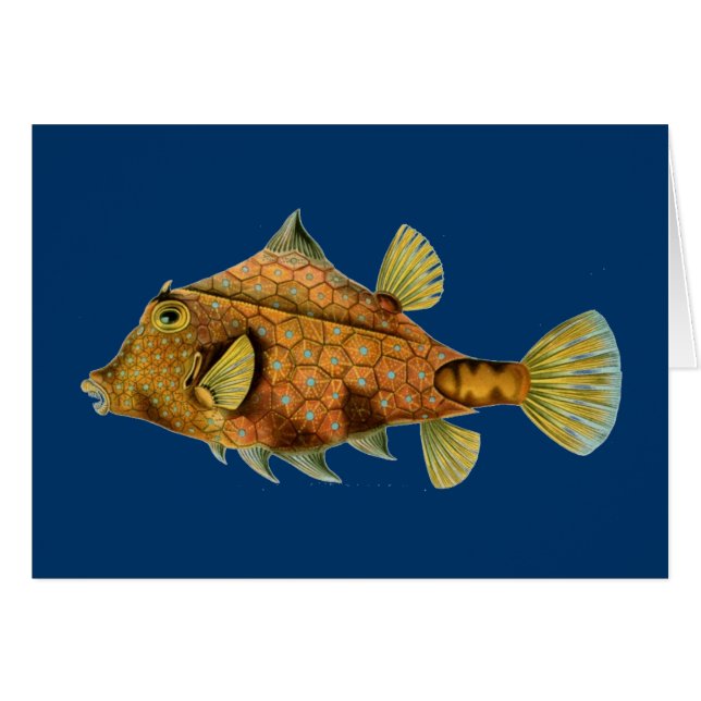 Haeckel Fish (Front Horizontal)