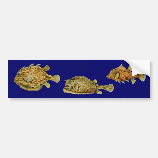 Haeckel Fish Bumper Sticker (Front)