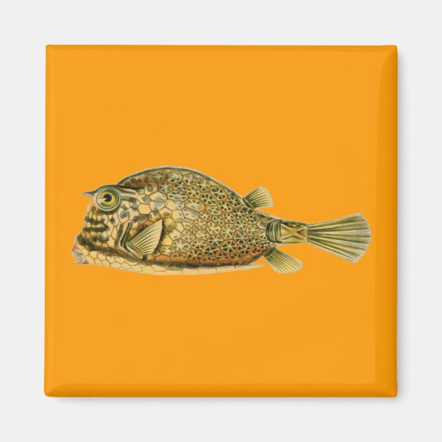 Haeckel Fish Magnet (Front)