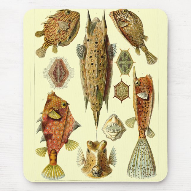 Haeckel Fish Mouse Pad (Front)