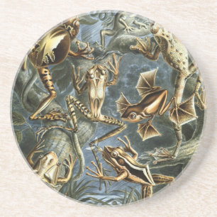 Haeckel Frogs Coaster