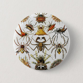Haeckel Golden Spiders plate 66 6 Cm Round Badge