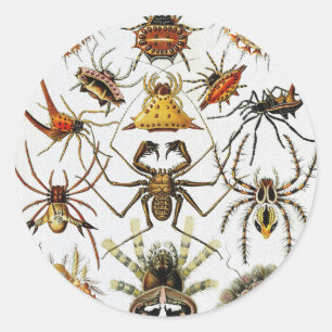  Haeckel Golden Spiders plate 66  Classic Round Sticker