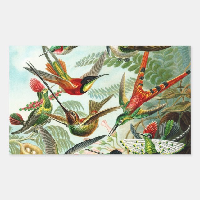 Haeckel Hummingbirds Rectangular Sticker (Front)