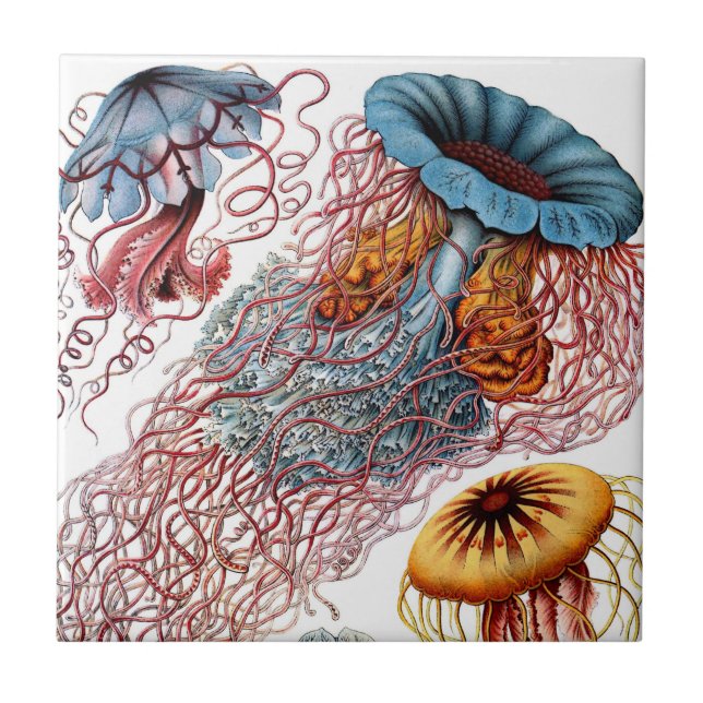 Haeckel Jellyfish Ceramics Tile (Front)