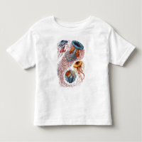 Haeckel Jellyfish