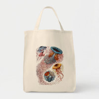 Haeckel Jellyfish
