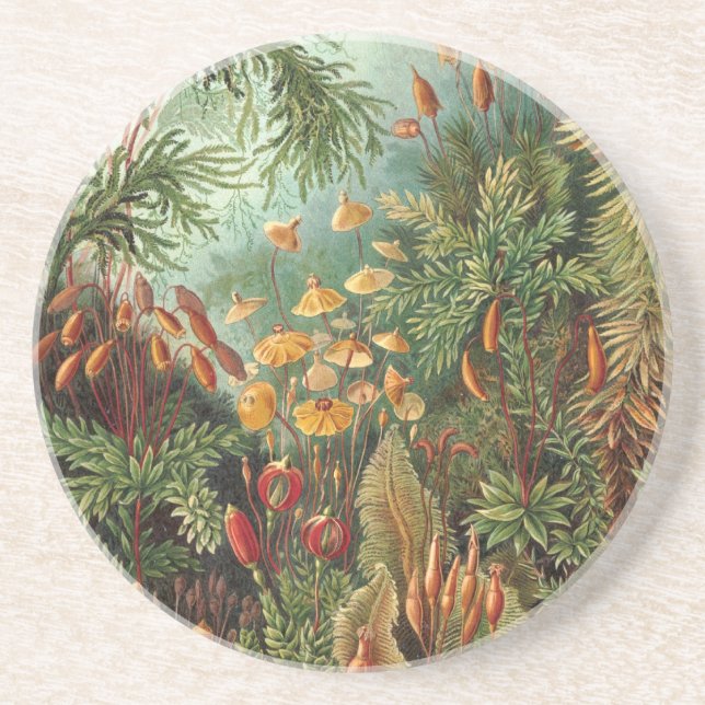 Haeckel Jungle Coaster (Front)