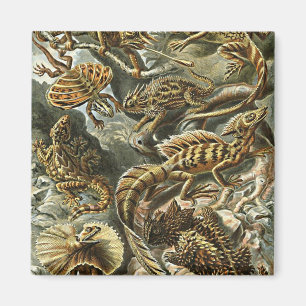Haeckel Lizard Bearded Dragon Iguana Painting Magnet