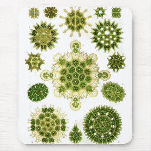 Haeckel Mouse Pad