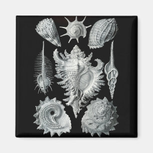 Haeckel Negative Magnet