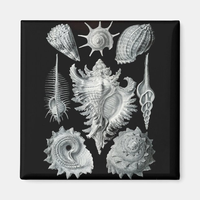Haeckel Negative Magnet (Front)