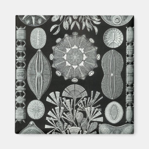Haeckel Negative Magnet