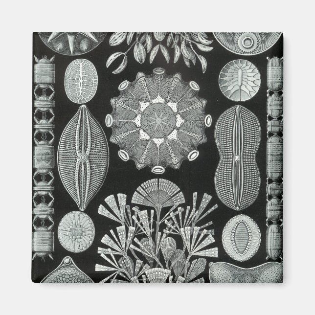 Haeckel Negative Magnet (Front)