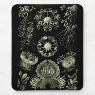 Haeckel Negative Mouse Pad