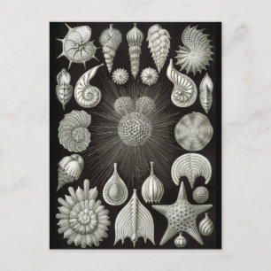 Haeckel Negative Postcard