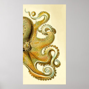 Haeckel Octopus Diptych I Poster