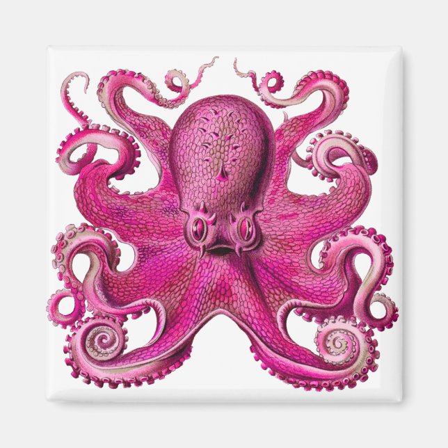 Haeckel Octopus Pink Magnet (Front)