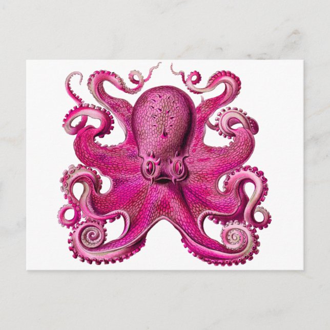 Haeckel Octopus Pink Postcard (Front)