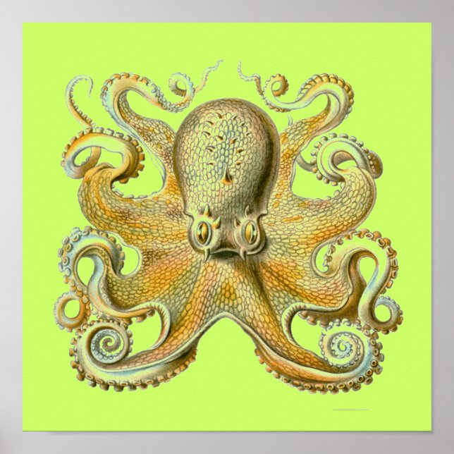 Haeckel Octopus Poster (Front)