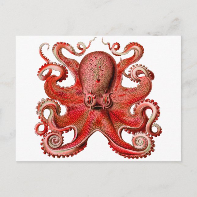 Haeckel Octopus Red Postcard (Front)
