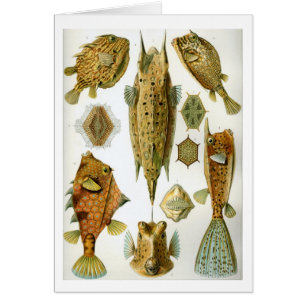Haeckel_Ostraciontes