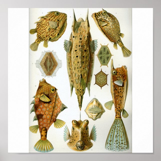 Haeckel_Ostrationtes Poster (Front)