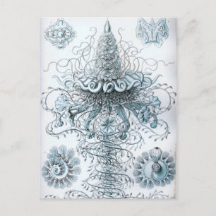 Haeckel Postcard