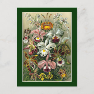 Haeckel Postcard