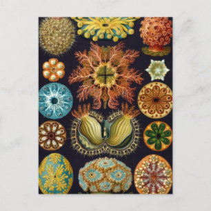 Haeckel Postcard