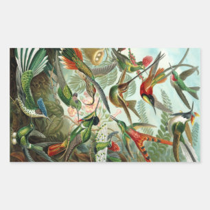 Haeckel Rectangular Sticker