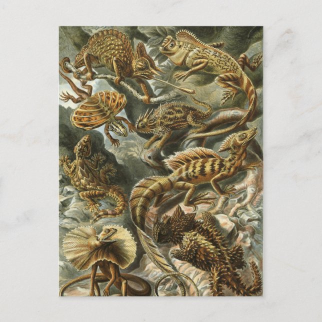 Haeckel Reptiles Postcard (Front)