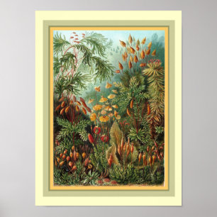 Haeckel’s Kunstformen der Nature  12 x 16 Poster