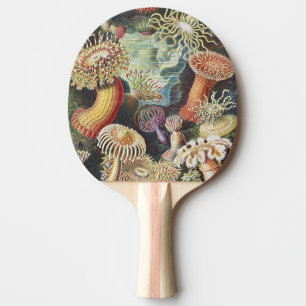 Haeckel Sea Anemones Nautical Sea Life Art Collage Ping Pong Paddle