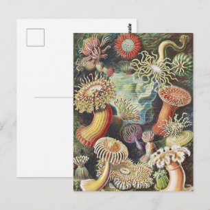 Haeckel Sea Anemones Nautical Sea Life Art Collage Postcard