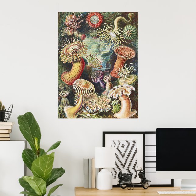 Haeckel Sea Anemones Nautical Sea Life Art Collage Poster (Home Office)