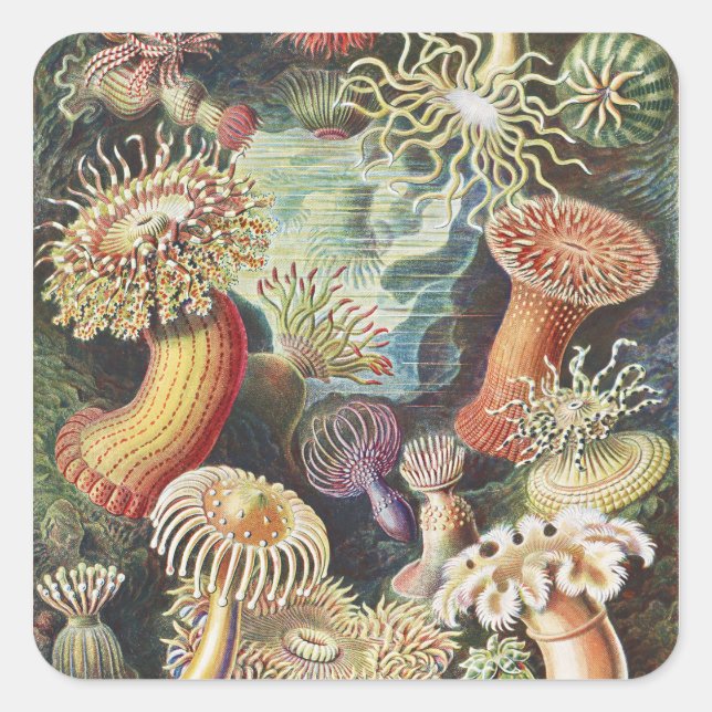 Haeckel Sea Anemones Nautical Sea Life Art Collage Square Sticker (Front)
