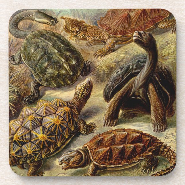 Haeckel Tortoises Coaster (Front)