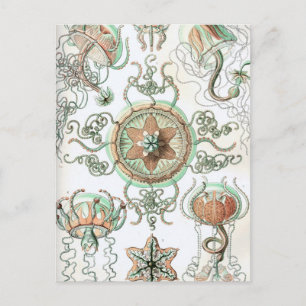 Haeckel Trachomedusae Postcard