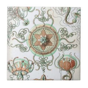 Haeckel Trachomedusae Tile