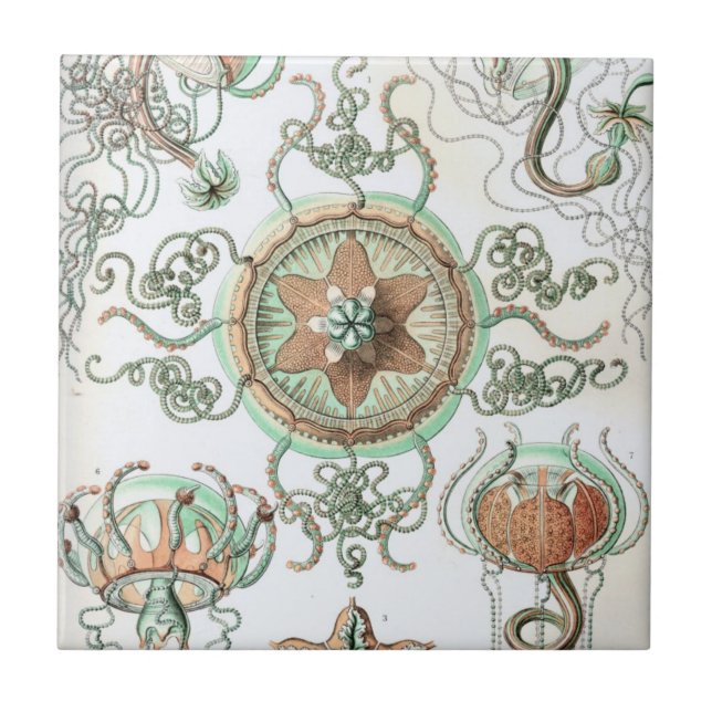 Haeckel Trachomedusae Tile (Front)
