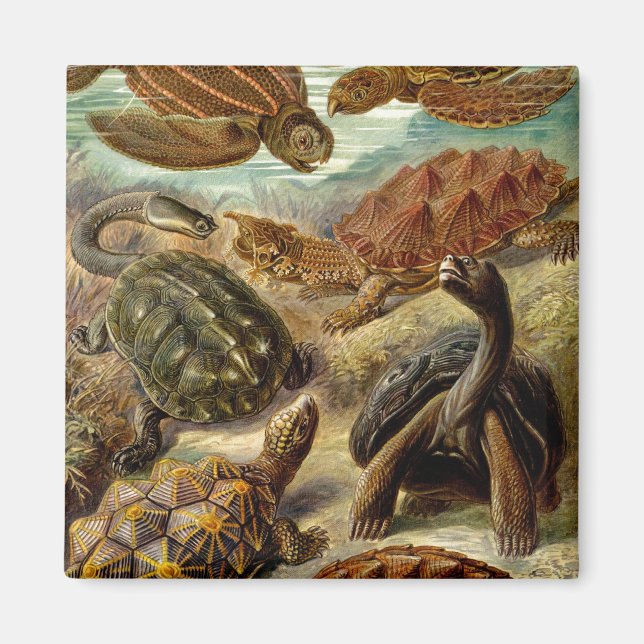 Haeckel Turtles Magnet (Front)