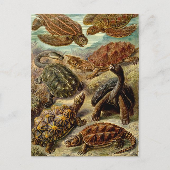 Haeckel Turtles Postcard (Front)
