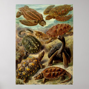 Haeckel Turtles Poster