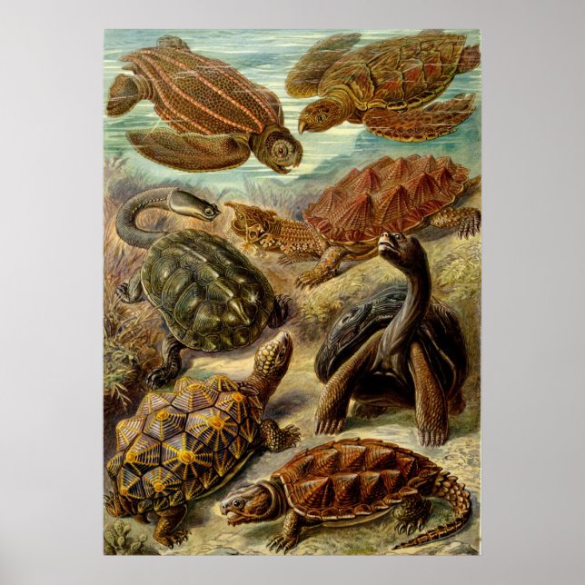 Haeckel Turtles Poster (Front)