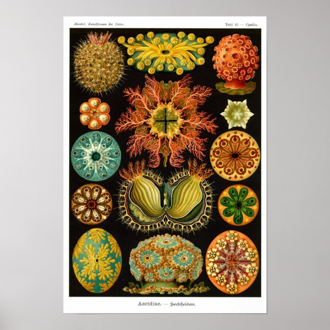 HAECKEL'S ASCIDIACEA POSTER (Front)