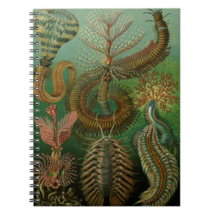 Haeckel's Chaetopoda Notebook