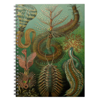Haeckel's Chaetopoda Notebook