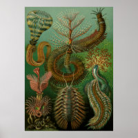 Haeckel's Chaetopoda