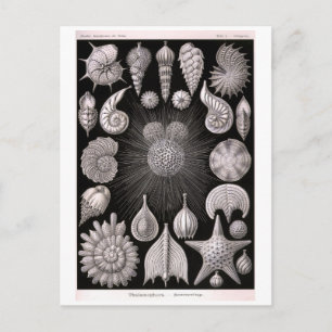 Haeckel's Thalomophora Postcard